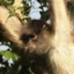 Meet your Posher, Monkey